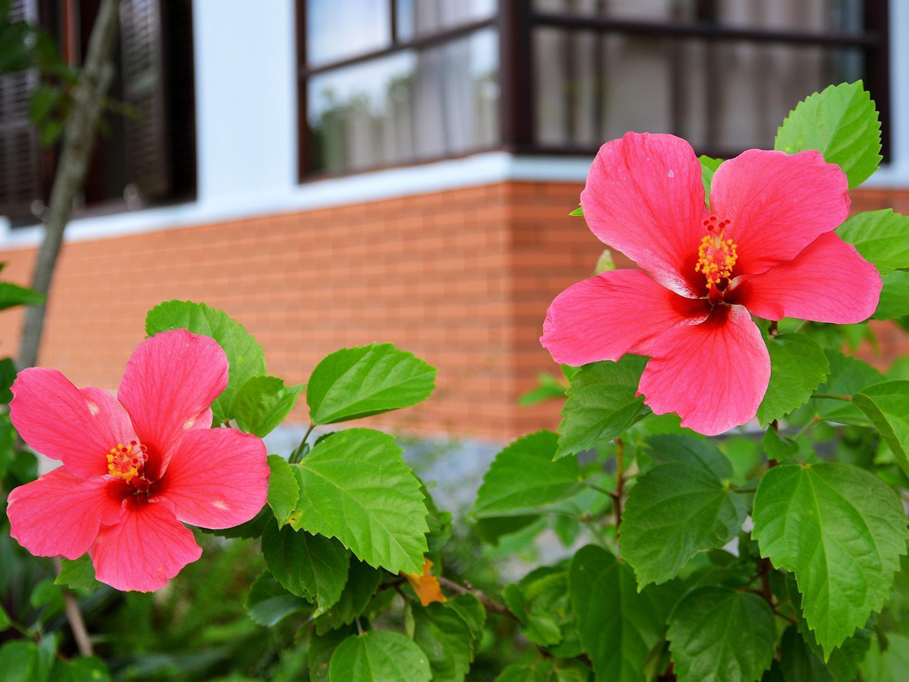 Garden Aroma Homestay Hội An Extérieur photo